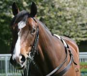 Trying to nab a horse....a few complications! Long!