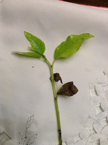Given up trying to identify these sucker shoots....please help