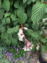 Anybody know what this is, please?
