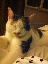 Shall we show off our cats? &#55357&#56832&#55357&#56832&#55357&#56832&#55357&#56832