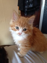 Shall we show off our cats? &#55357&#56832&#55357&#56832&#55357&#56832&#55357&#56832