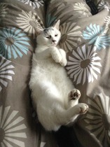 Shall we show off our cats? &#55357&#56832&#55357&#56832&#55357&#56832&#55357&#56832