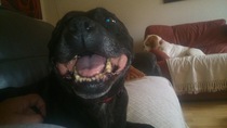 SHOW OFF YOUR DOGS! We can finally post photos here!