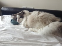 Shall we show off our cats? &#55357&#56832&#55357&#56832&#55357&#56832&#55357&#56832