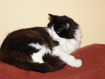 Both my beautiful cats dead within a week of each other.