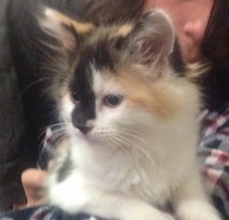 Shall we show off our cats? &#55357&#56832&#55357&#56832&#55357&#56832&#55357&#56832