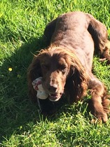 Missing/Lost dog Caswell Swansea