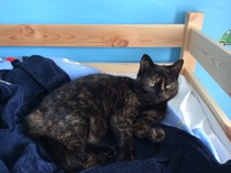 Shall we show off our cats? &#55357&#56832&#55357&#56832&#55357&#56832&#55357&#56832