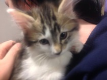 Shall we show off our cats? &#55357&#56832&#55357&#56832&#55357&#56832&#55357&#56832