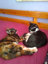 to let my cat sleep on my bed?