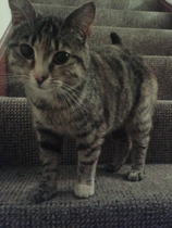 Taking on a stray cat. Any advice?