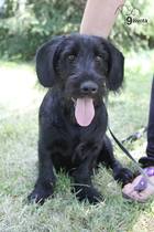 Getting a puppy, very nervous!