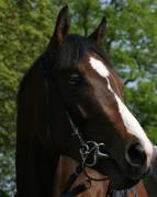 Trying to nab a horse....a few complications! Long!