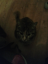 Taking on a stray cat. Any advice?