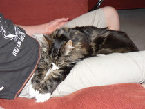 Both my beautiful cats dead within a week of each other.