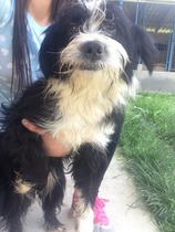 Getting a puppy, very nervous!