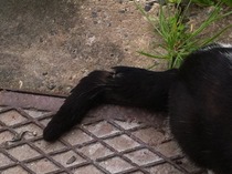 Possible injured cat