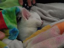 Shall we show off our cats? &#55357&#56832&#55357&#56832&#55357&#56832&#55357&#56832