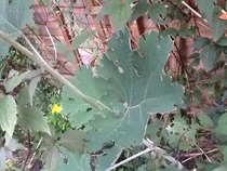 What is this?