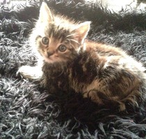 Kitten alert!!