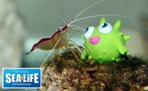 Win a brilliant Family Pass to National SEA LIFE Centre Birmingham!