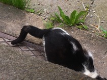 Possible injured cat