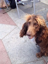 Missing/Lost dog Caswell Swansea