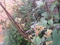 What is this?