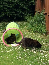 Shall we show off our cats? &#55357&#56832&#55357&#56832&#55357&#56832&#55357&#56832