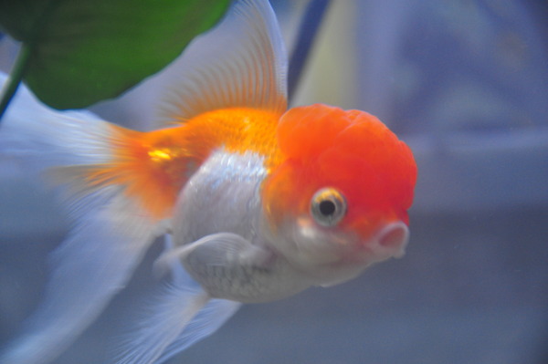 Get your cape on, get your cape on! Don't come knockin if the tent's a rockin, but pee on a snake instead - It's just shagging part 27