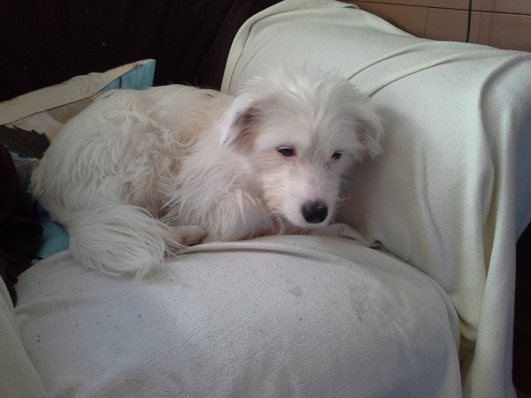 What breed do you have?