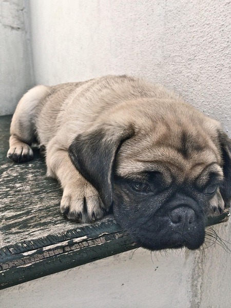 What breed do you have?