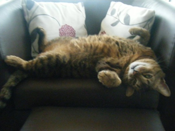 To think that when a cat rolls around and shows its tummy, it wants it tickled?