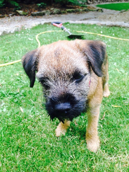 Calling Border Terrier Owners!