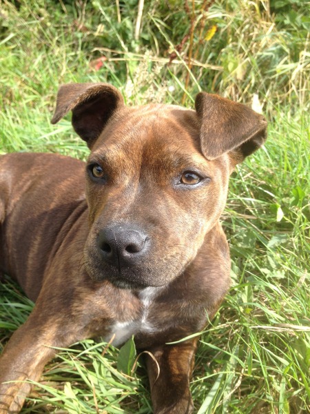 Staffie puppy- talk to me please!