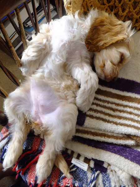 New puppy mummies