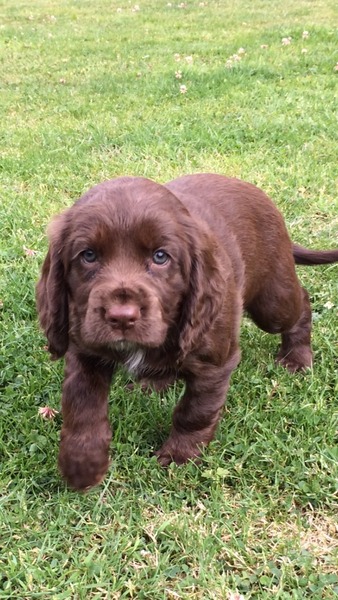 What breed do you have?