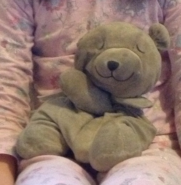 Lost bear in Taunton