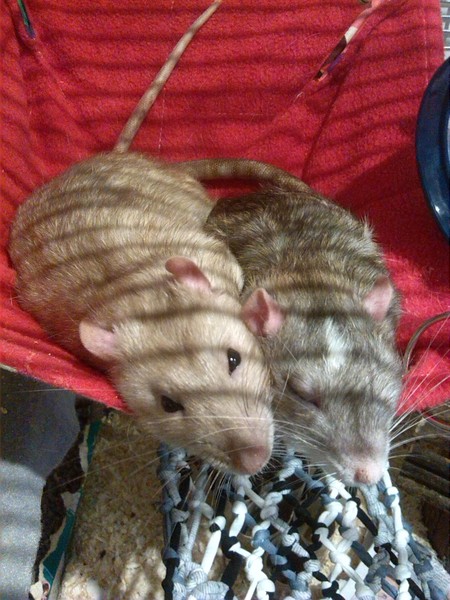 Please advise on a pet