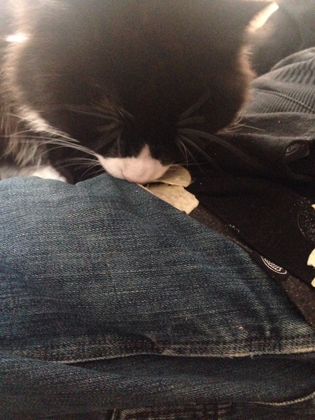 Does anyone else's cats like Pringles?