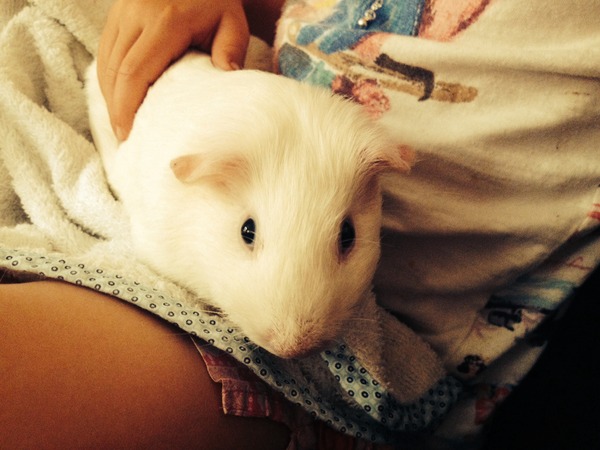 Help re my New Guinea pigs!