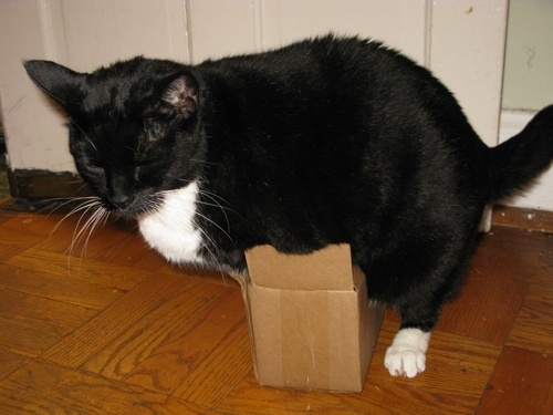 To think that when a cat rolls around and shows its tummy, it wants it tickled?