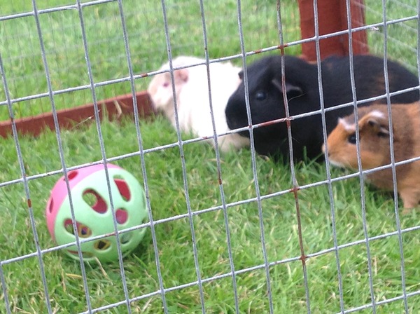 I've poisoned dds guinea pigs.
