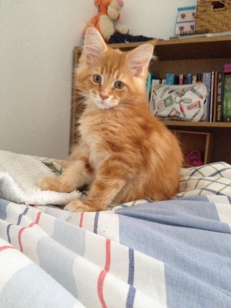 ok ok kitten pics!