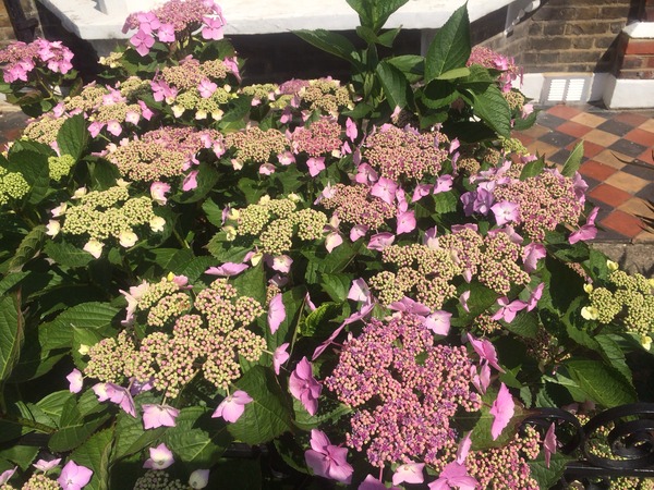 To wonder how a plant can be common?