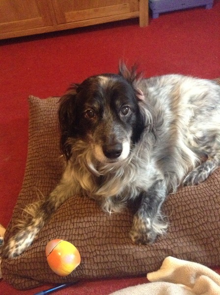 What mix is my dog?