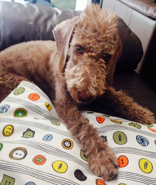 What breed do you have?