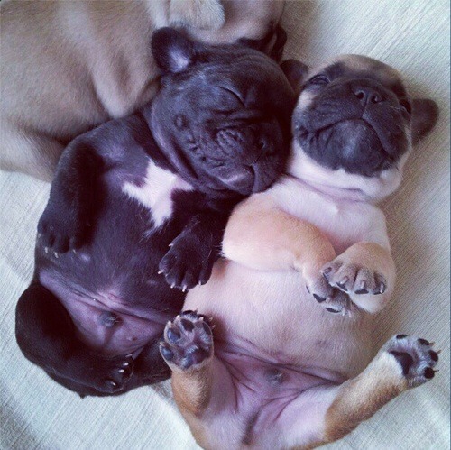 hand holding and dog pictures needed please