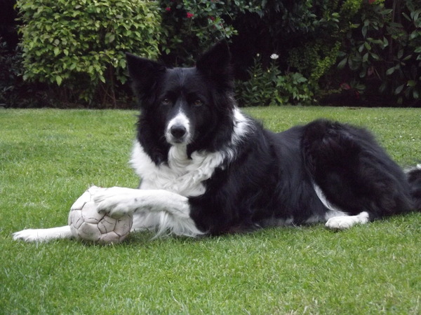 Arthritis help for my poor old collie.