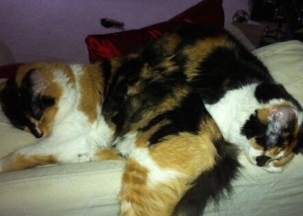 I am rehoming two cats :)
